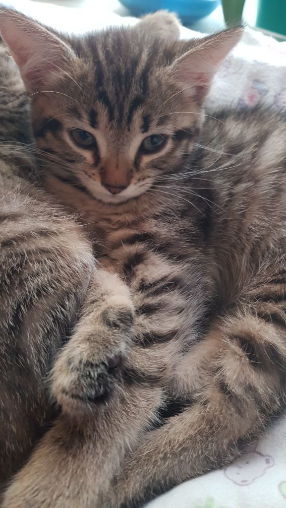 Кошечки ждут своих любящих хозяев