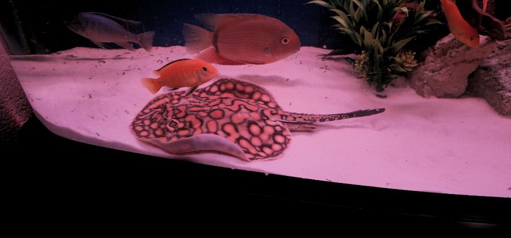 Пресноводный скат