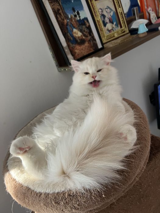 Baietel British Harlequin