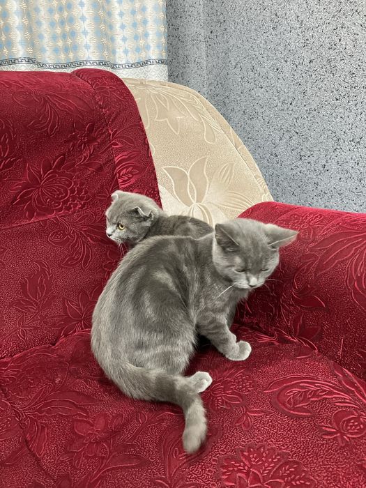 Zottor mushuklarimi sotiladi 5 oylik