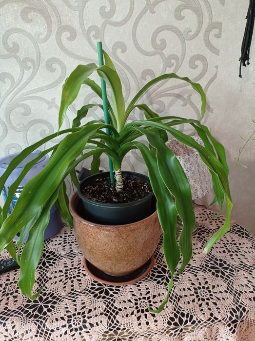 Пальма драцена, взрослое растение.