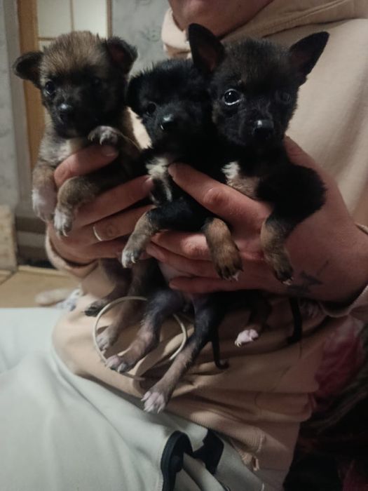 Отдам щенков девочек