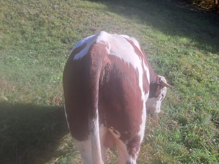 Bou bălțat românesc