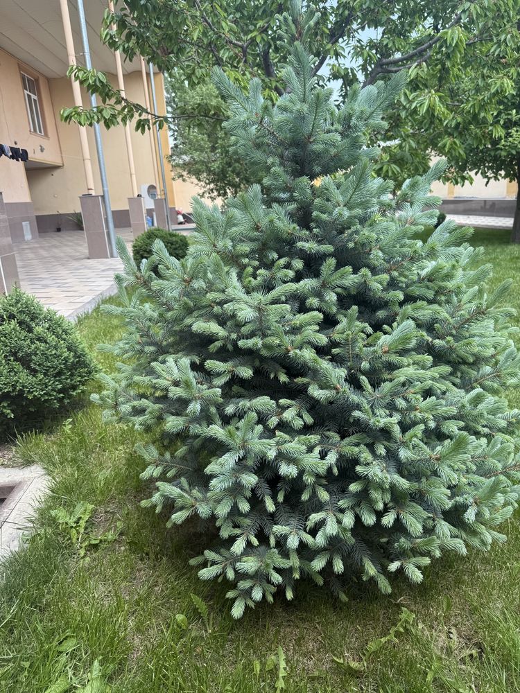 Голубой ель арча