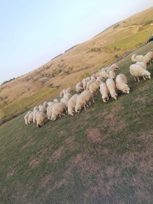 Vând 70 de oi bune