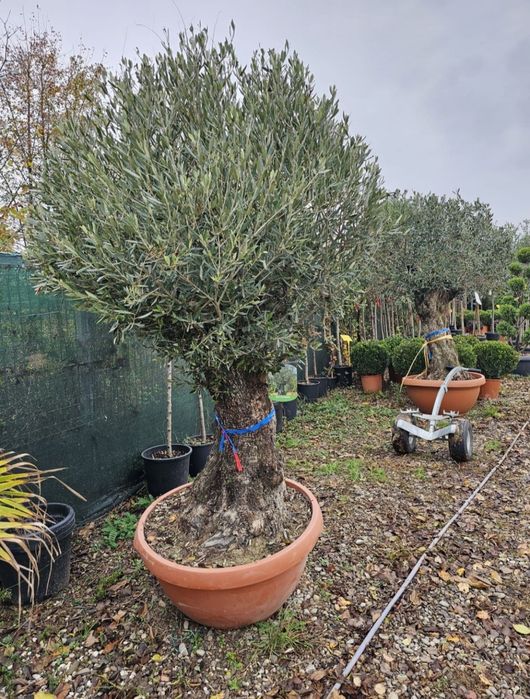 Maslin secular, maslin bonsai preț de producător
