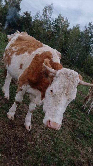 Vaca bălțată românească