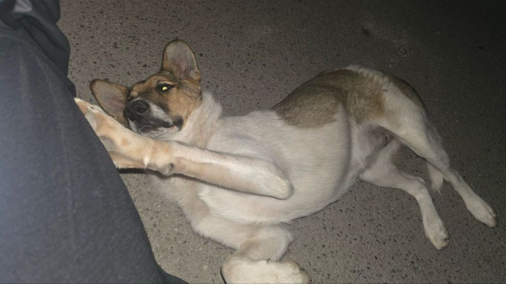 Женско куче на шест месеца