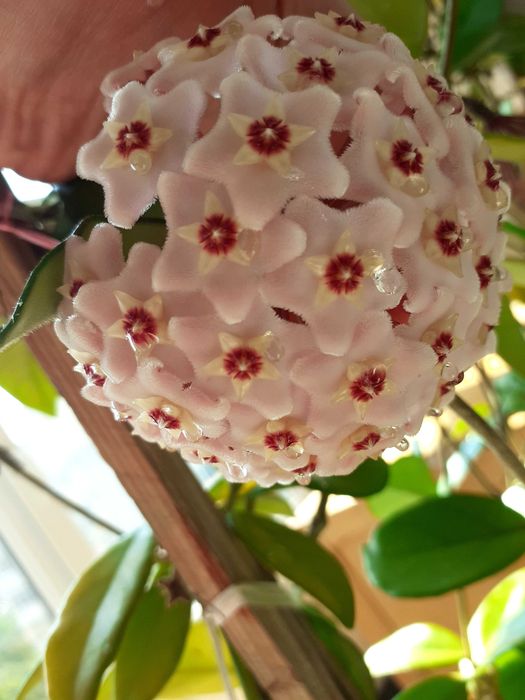 Lacrima Maicii Domnului ( Florea de ceara)