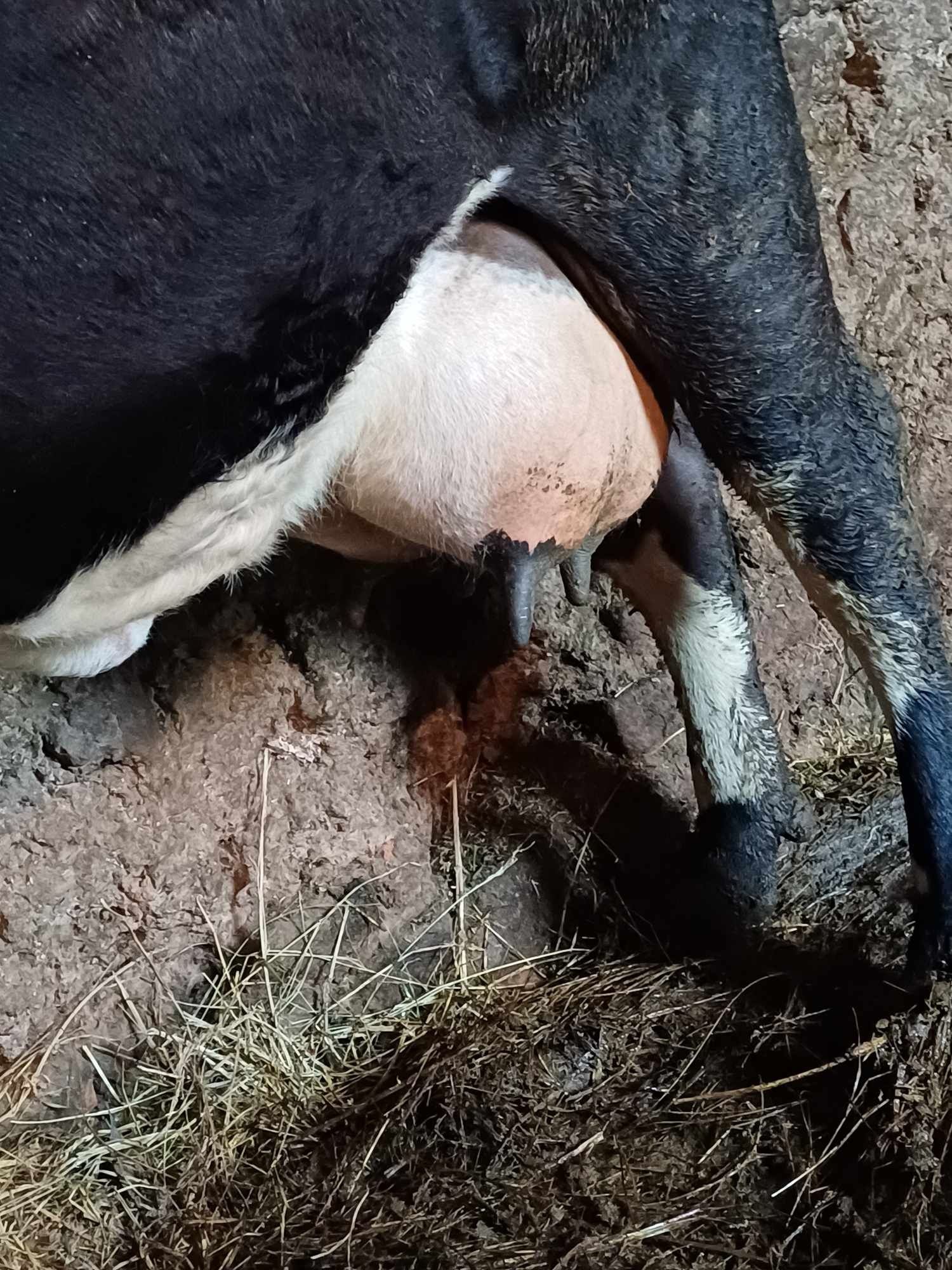 Vaca buna de lapte
