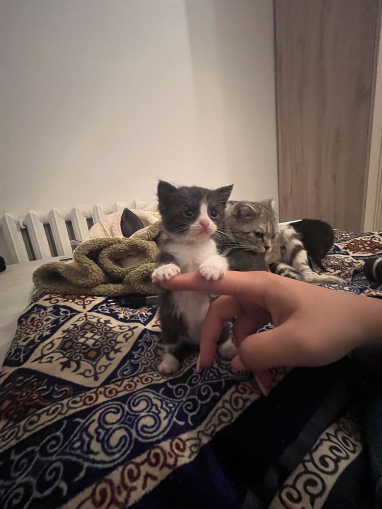 Два котенка  бесплатно