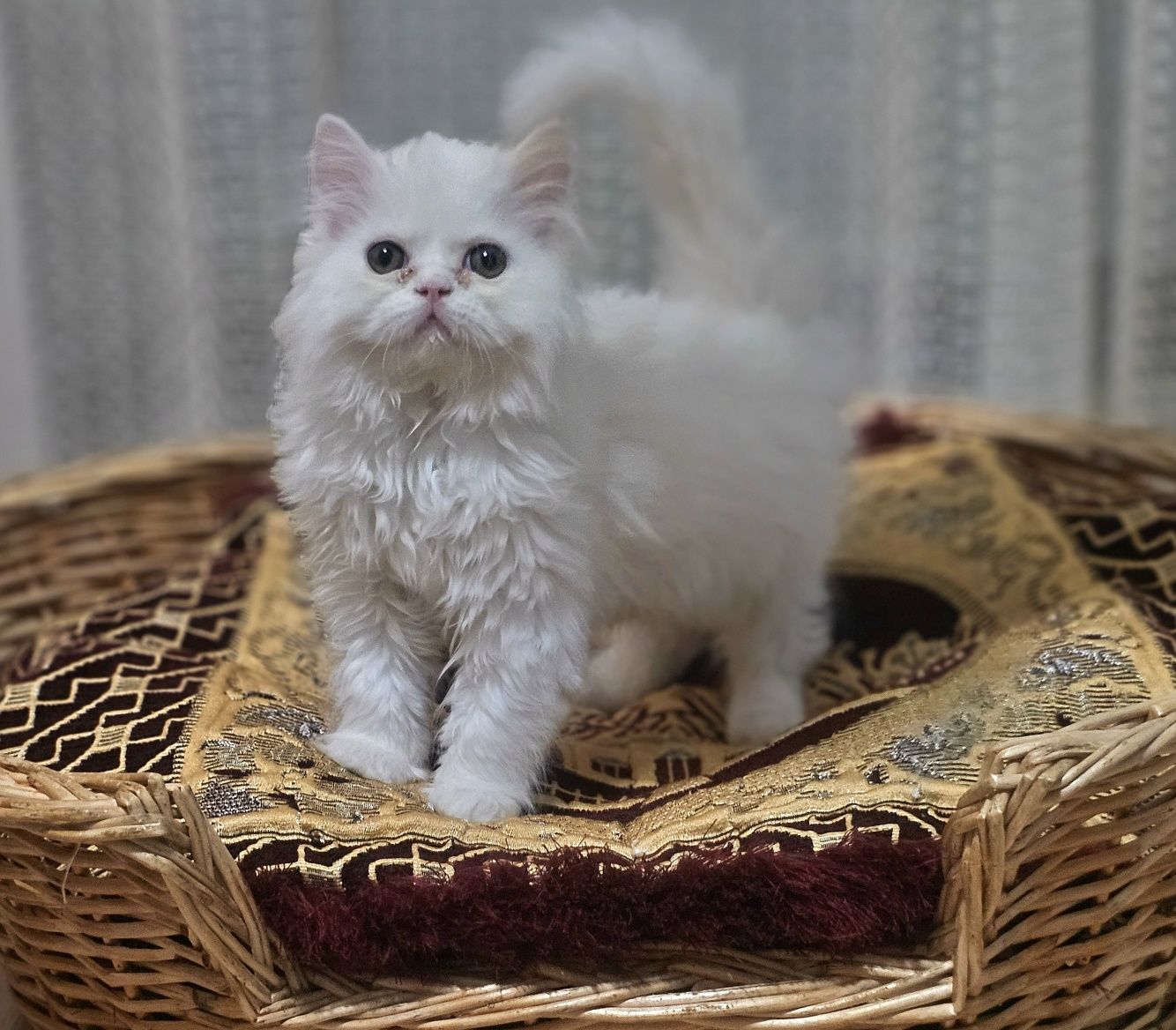 Мъжко персийско коте