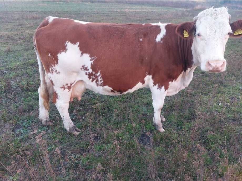 Vacă balțată românească