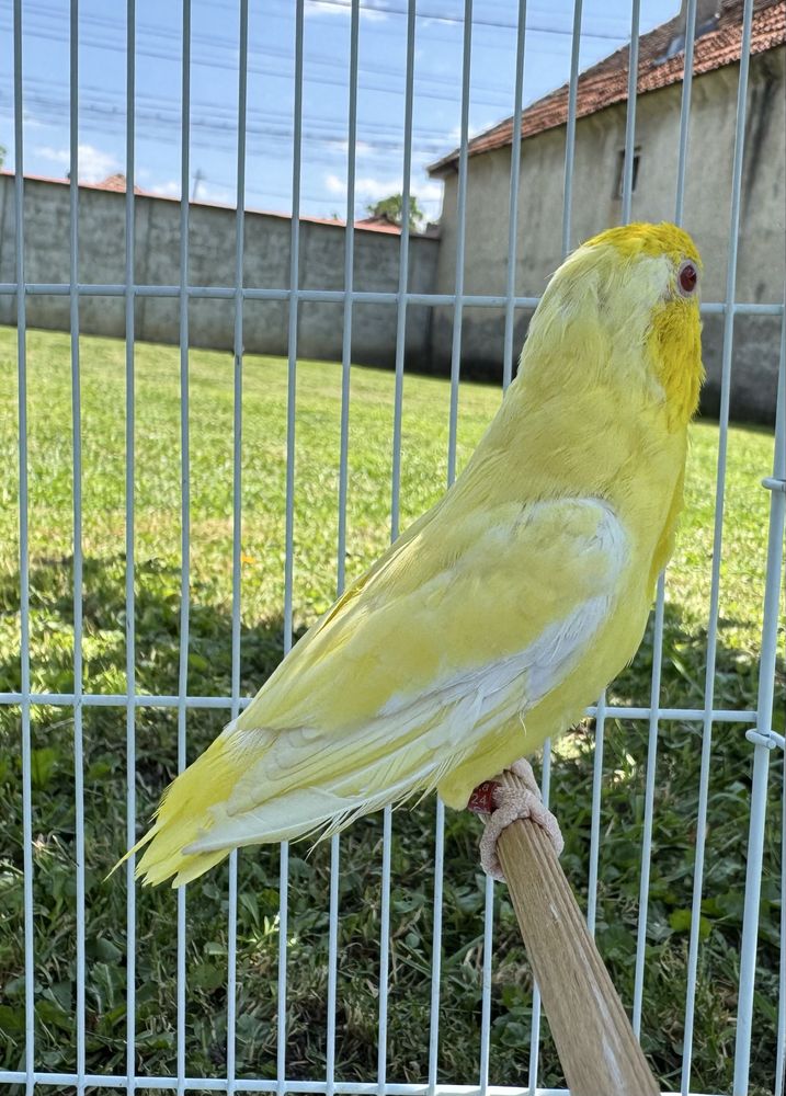 Mascul Forpus Coelestis