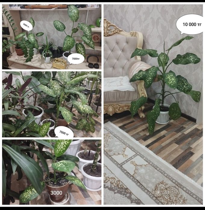 Продам цветы для дома и офиса!