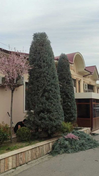 Стрижка газона и елок система полива gazon ekish rulon gazon