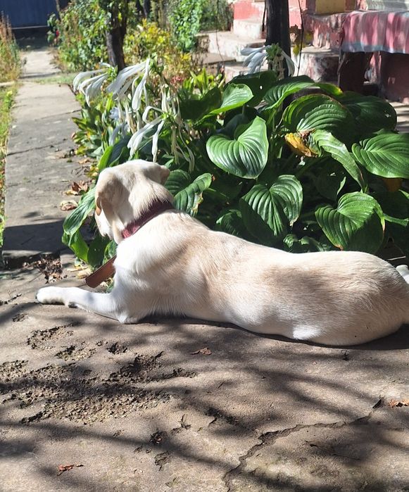 Oferta! Labrador, baietel, la un pret modest