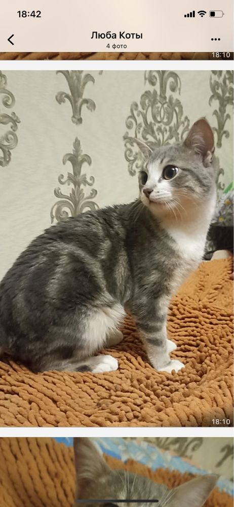 Котик,4мес. В добрые руки