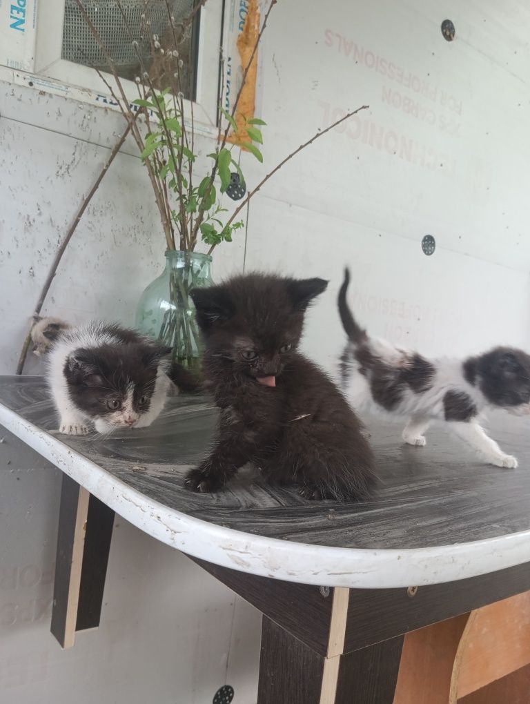 Котята  едят все