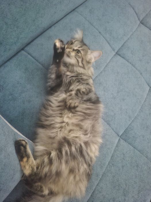 Отдам бесплатно кошку