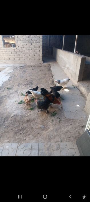 Tuqizta opwi 8ta tovuq bita xuroz optom xammasi