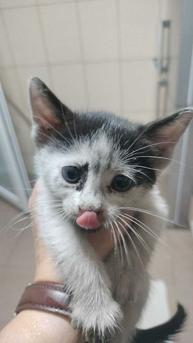 Pisicuța pentru adopție