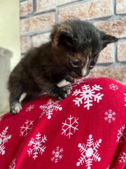 Подарите дом маленьким пушистикам