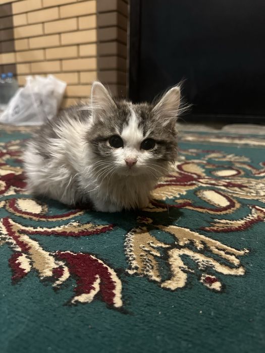 Отдам в добрые руки котёнка 2 месяца