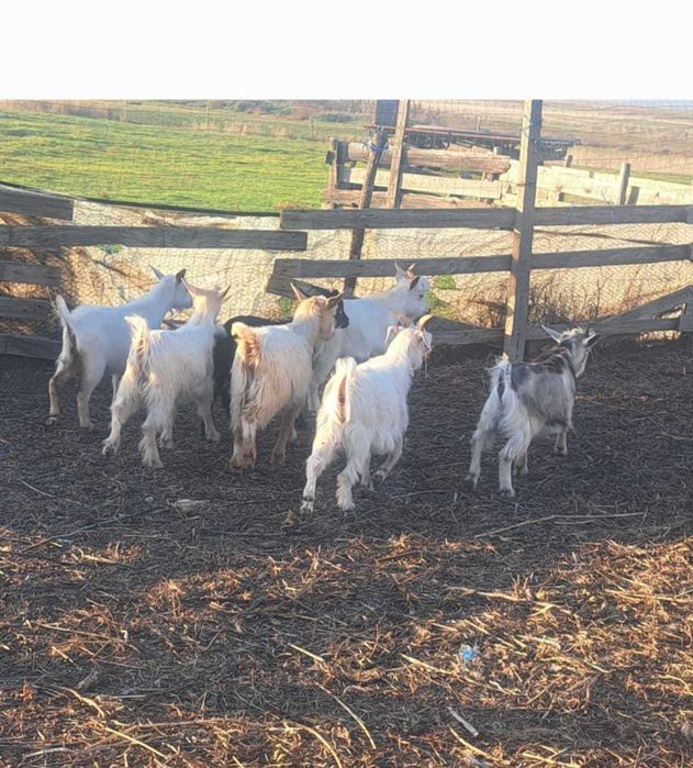 Vand iezi pentru sacrificare