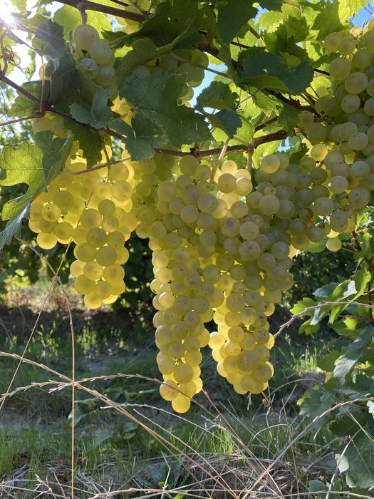 Vand struguri de masa si de vin