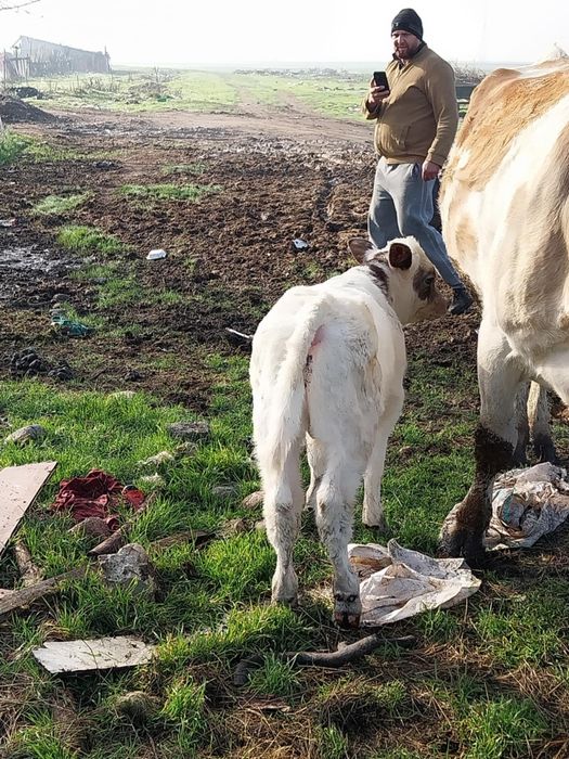 vitele belgian de vanzare