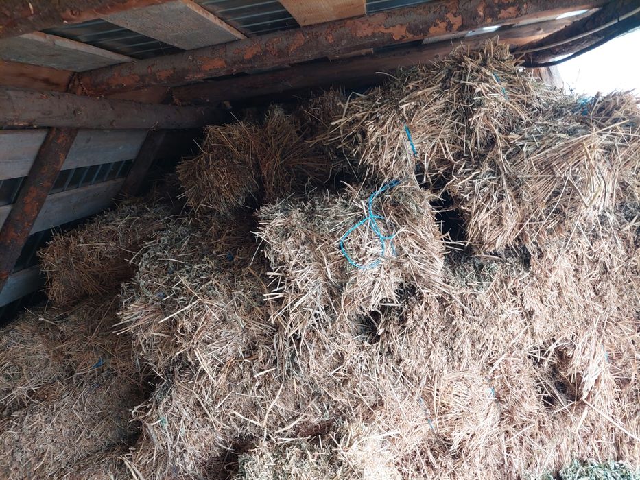 Baloti lucerna coasa 1 si 2