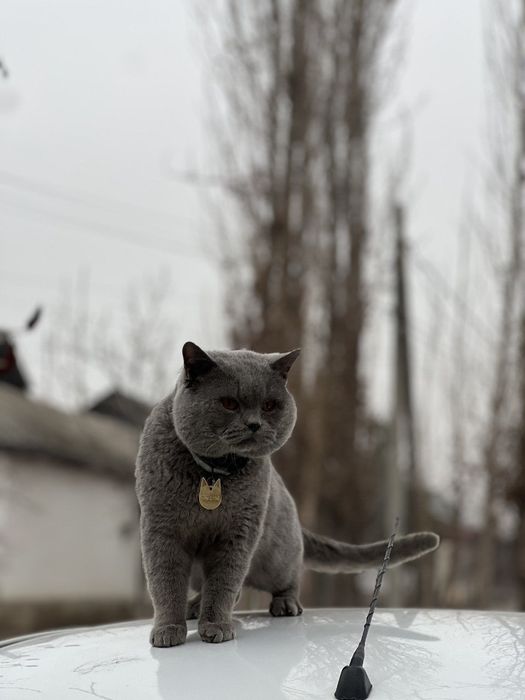 Британский мушук