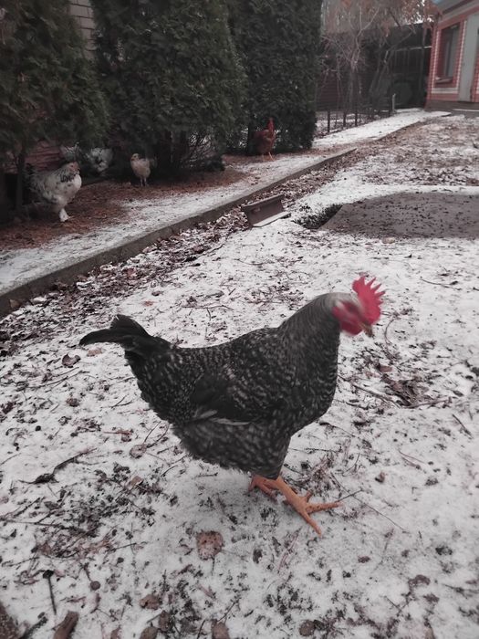 Продам петухов доминанты, брама