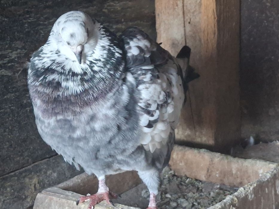 Vand o pereche de  porumbei King