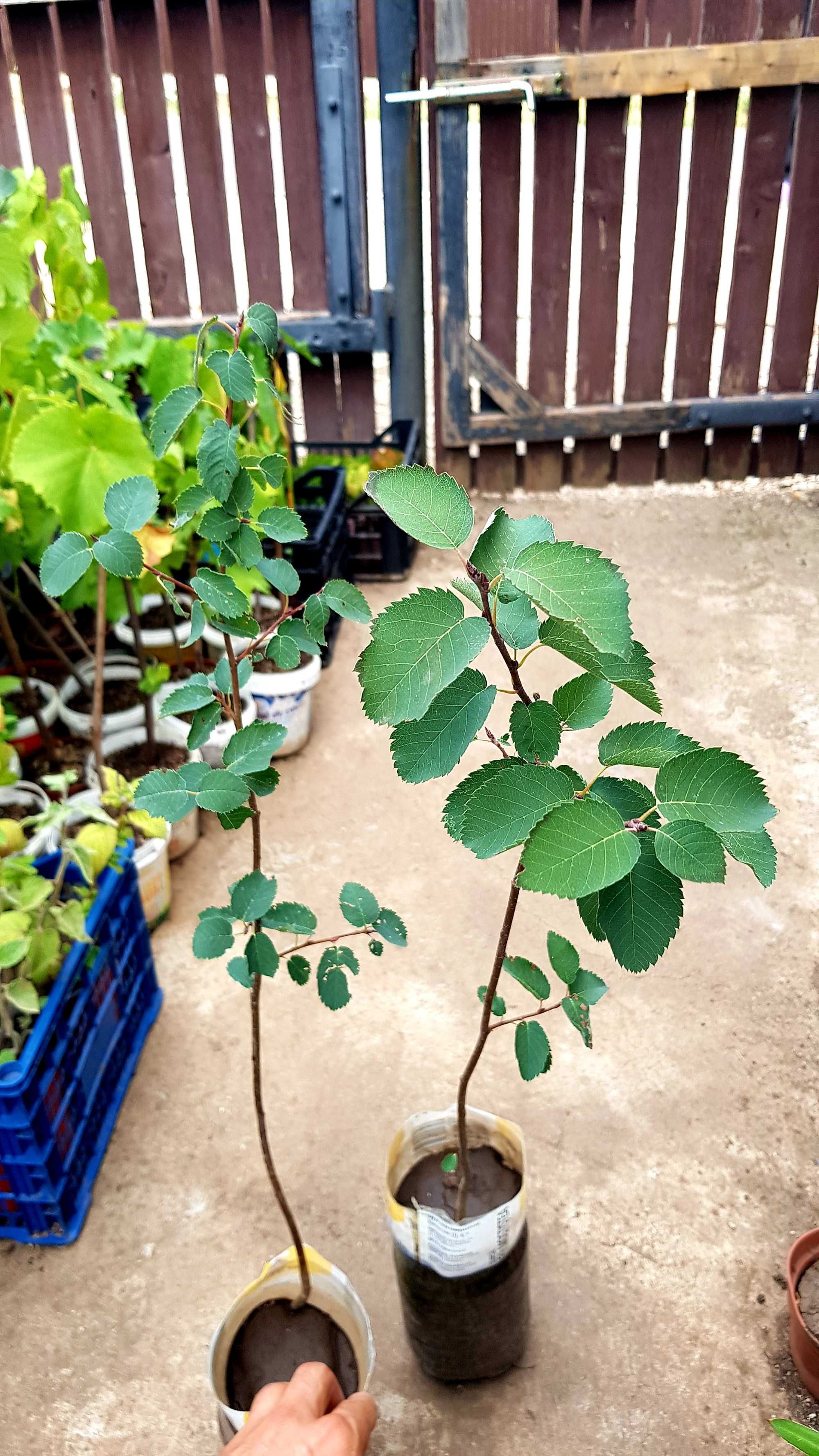 Afin canadian la ghiveci .soiul cel mai dulce(alnifolia)