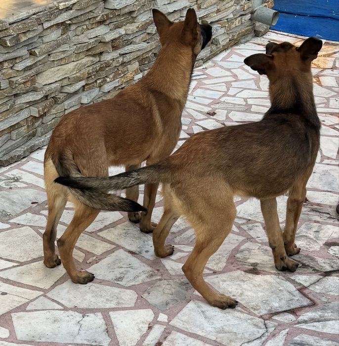 Кученца Белгийски овчарки