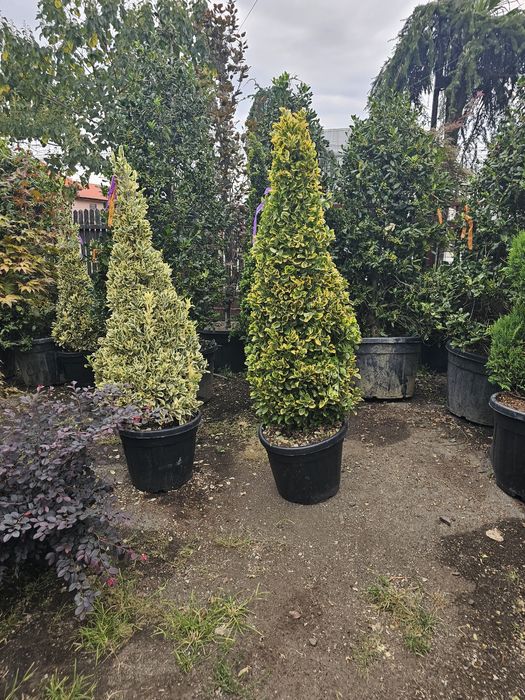 Plante ornamentale pentru o gradina de vis oferim transport