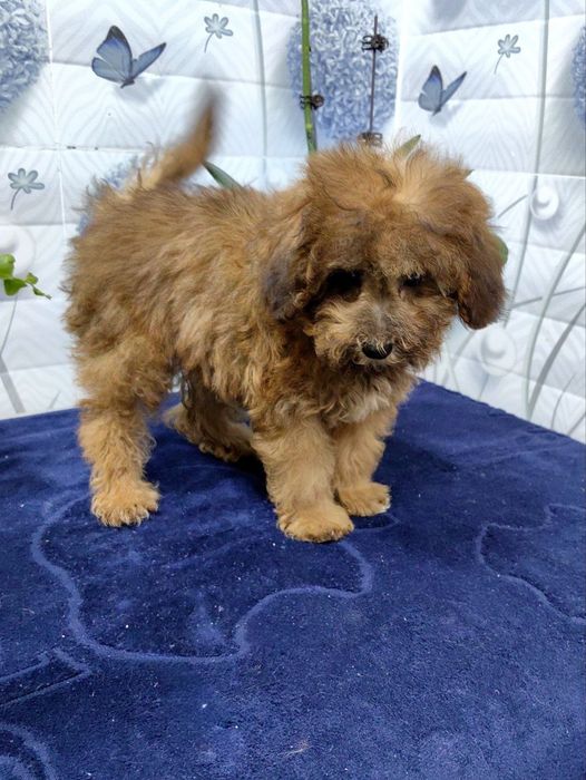 Девочка, мальтипу F1 , мини.