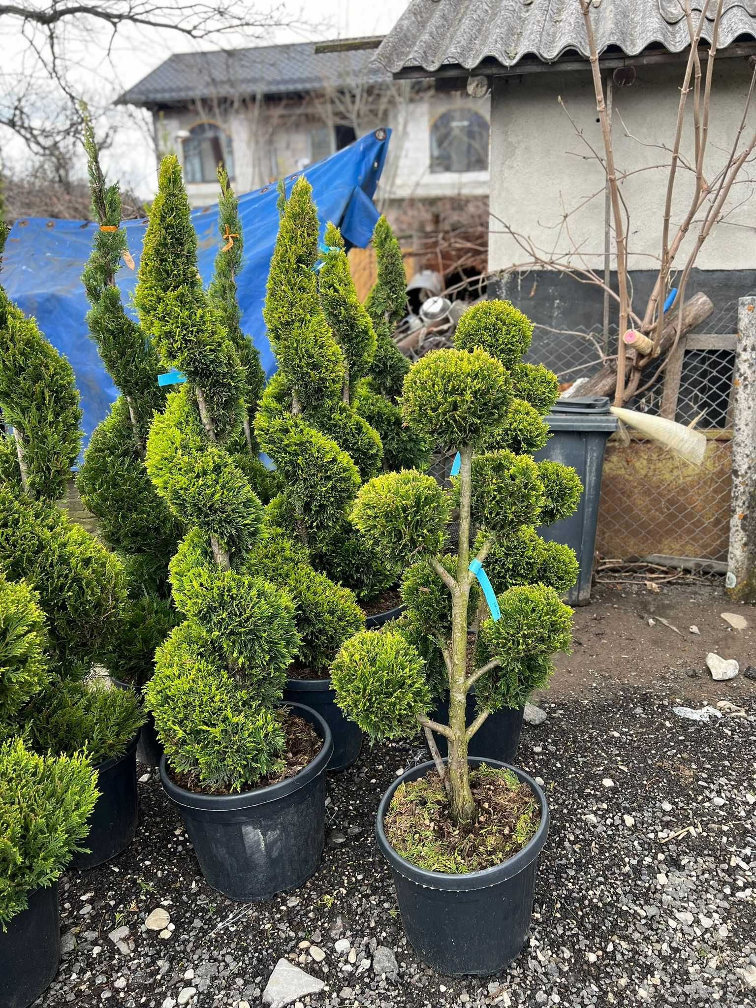 Plante ornamentale pentru o grădină perfectă