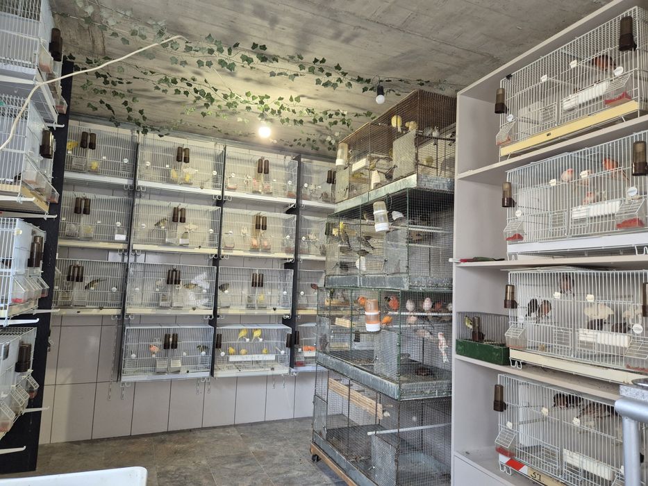 Vand canari din propria crescătorie