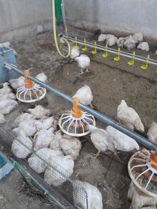 Пилета  бройлери