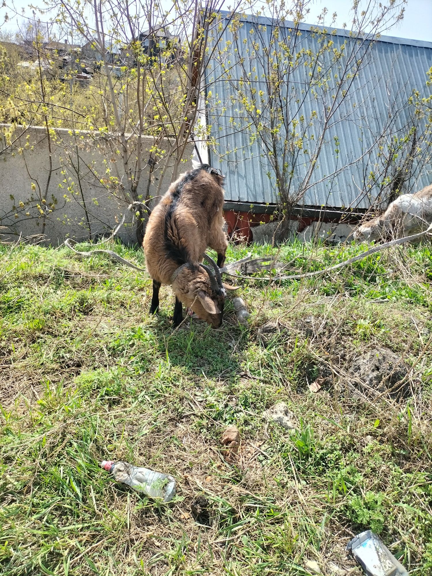 продам коз находится в городе Петропавловск