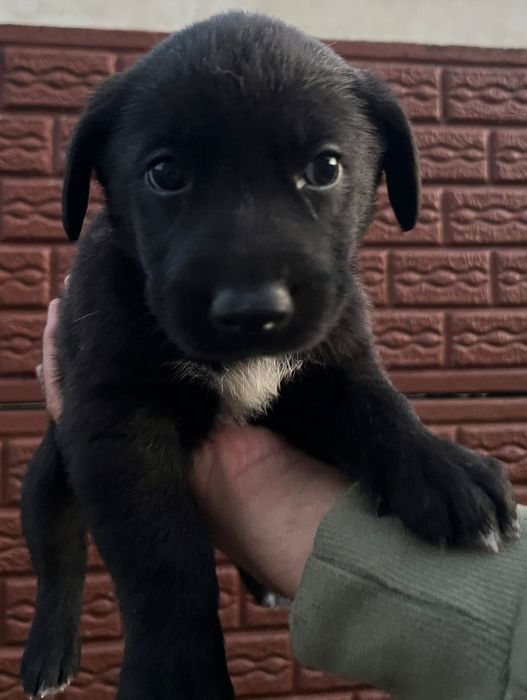 Se oferă spre adopție 3 fetițe și un băiețel