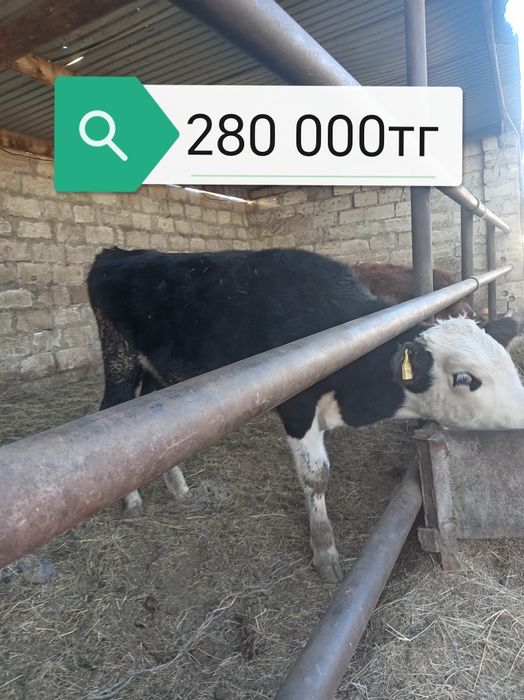 Еркек падсостар сатылады