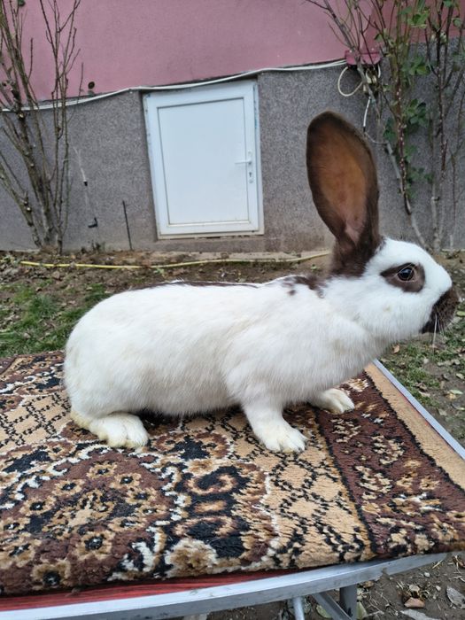 Mascul Pestriț German