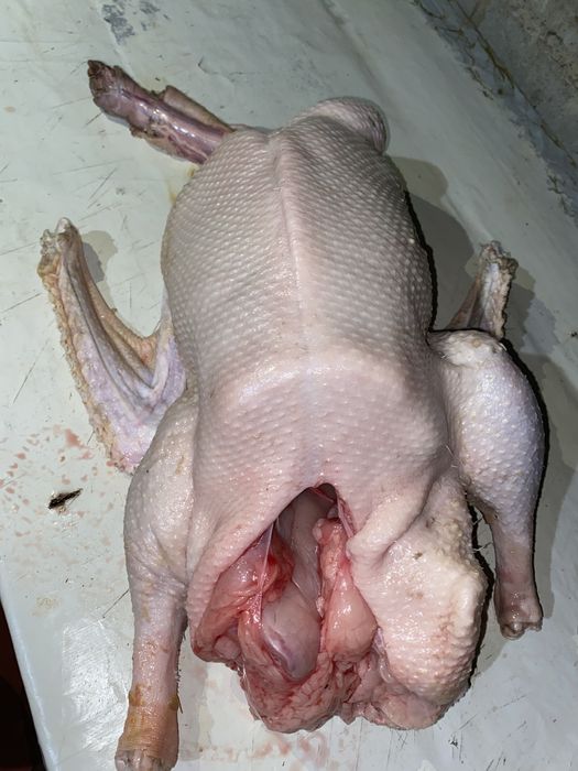 Мясо гусей свежое,болшем количестве