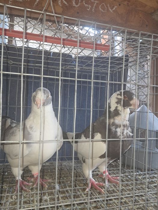 AGH,liberi se dau și la schimb