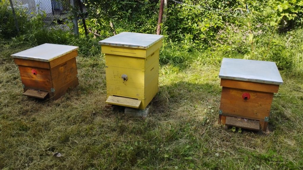 3 бр. Кошери даданблат 10 рамкови