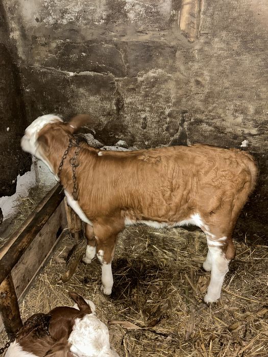 De vânzare vaca cu vițel